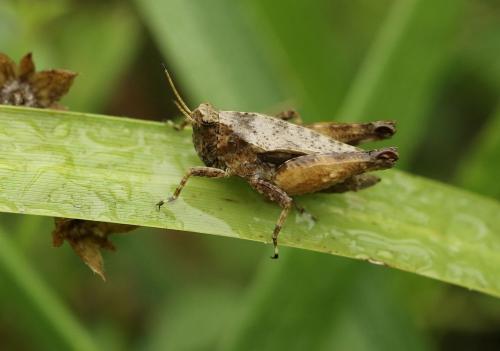 Réf. 203 290 : Tetrix undulata